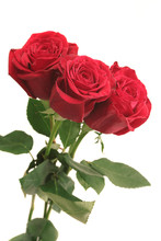 Three Beautiful Red Roses On A White Background