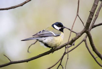 Titmouse close up on a tree in the spring