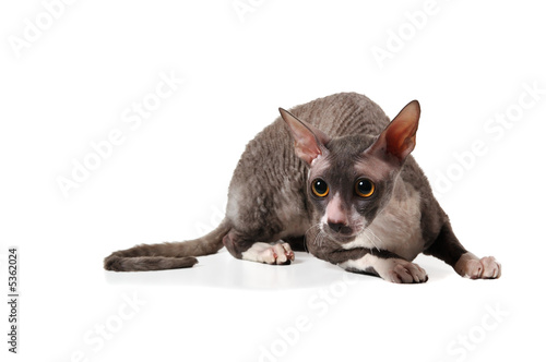 Fotografía grey cornish rex cat on white background with shadow