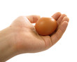 Hand holding egg isolated over white background 