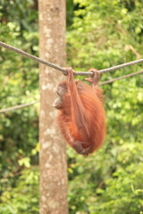 Adult Orang-Utan hanging from rope