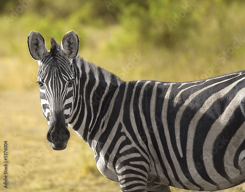Plakat na papierze fotorealistycznym Czarno-biała zebra