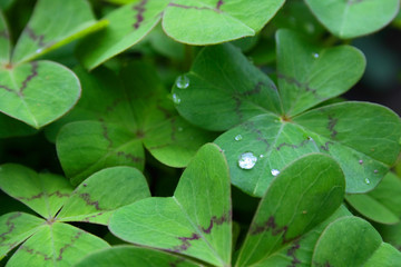 Poster - leaves