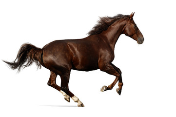 Wall Mural - gallop horse