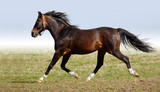 Fototapeta Konie - dappled horse
