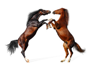 Wall Mural - Fight of horses