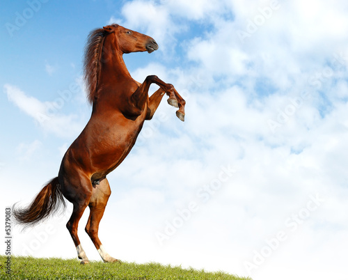 Jalousie-Rollo - bay horse rears (von Kseniya Abramova)
