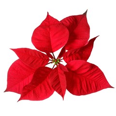 Wall Mural - Christmas Star
