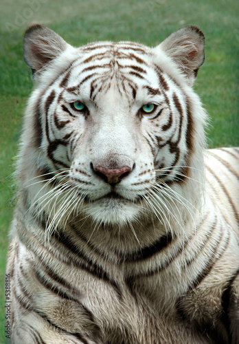 Tapeta ścienna Biały tygrys bengalski