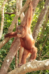 Wall Mural - Young Orang-Utan