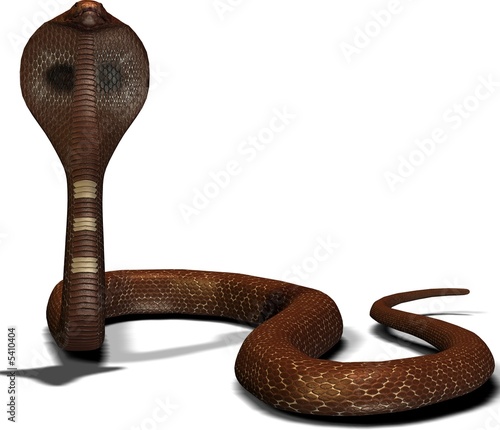 Kobra Schlange Auf Weissem Hintergrund Stock Illustration Adobe Stock