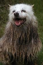 Very Wet, Muddy,happy American Eskimo Dog