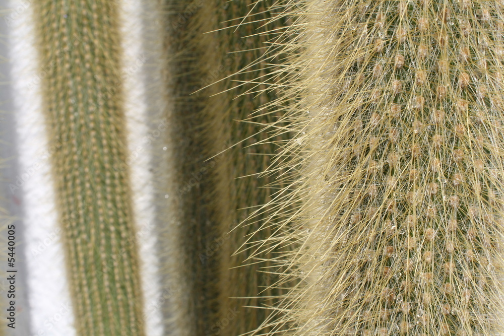 Cactus Peludo Stock Photo | Adobe Stock