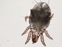 Mite Under Microscope