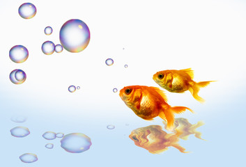 gold fish bubble