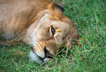 Wall Mural - Lioness