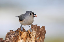 Tufted Titmouse With A Peanut
