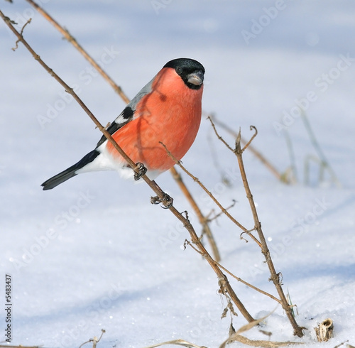 Fotografía Eurasian Bullfinch ( Pyrrhula pyrrhula )