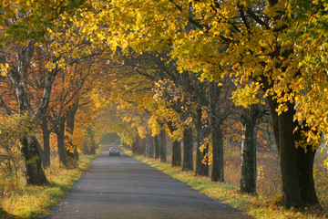 autumn road.