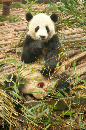 Board z aluminiowym obramowaniem Panda wielka
