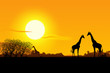 canvas print picture Africa