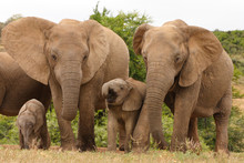 African Elephant Family Group (loxodonta Africana)