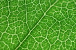 © Ali Taylor - leaf