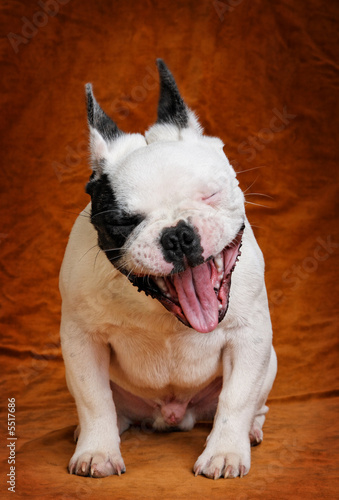Board z aluminiowym obramowaniem Buldog francuski pies się śmiać
