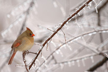 A Common Winter Scene In The Midwest Is The Female Cardinal