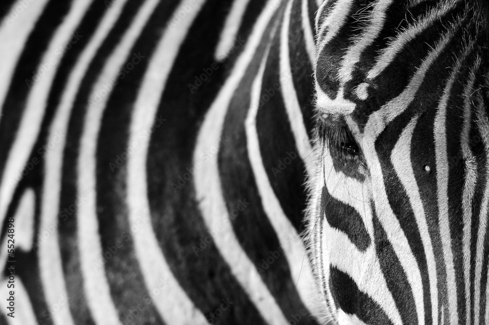 Zebra - obrazy, fototapety, plakaty 