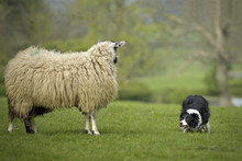 Border Collie Staring At Sheep