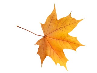 Wall Mural - leaf