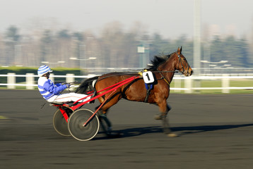 Cheval au trot attelé