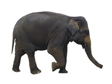 Large Walking Indian Elephant With Textured Skin