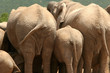 Leinwandbild Motiv Elefanten an Wasserstelle