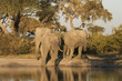 canvas print picture Elefantenherde an Wasserstelle in Savuit