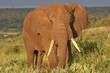 canvas print picture Elefantenbulle in Serengeti