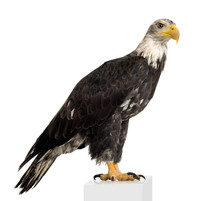 Young Bald Eagle (5 Years) - Haliaeetus Leucocephalus