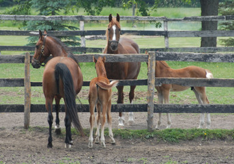 Two Mares With Colts