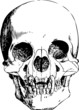 Vector vampire skull illustration