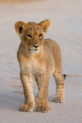 Wall Mural - lion cub (panthera leo)