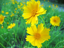 Yellow Blossom Flower In Garden