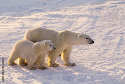 Cuadros en Lienzo Polar bear with her cub. Canadian Arctic
