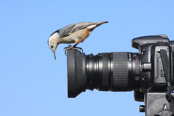 Aufkleber - Nuthatch on a Camera