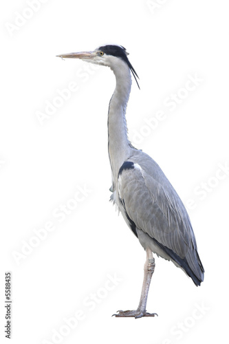Fotografía heron isolated over white