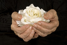 Very Old Hands Holding White Rose