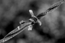 Barbed Wire 1a