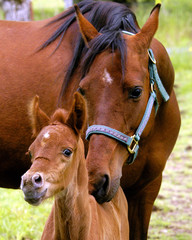 mare and colt nuzzling