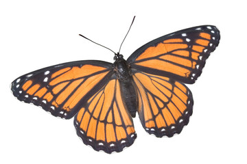 Wall Mural - Viceroy butterfly on white