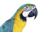 Fototapeta Zwierzęta - Portrait eines farbenfrohen, freigestellten Gelbbrustaras